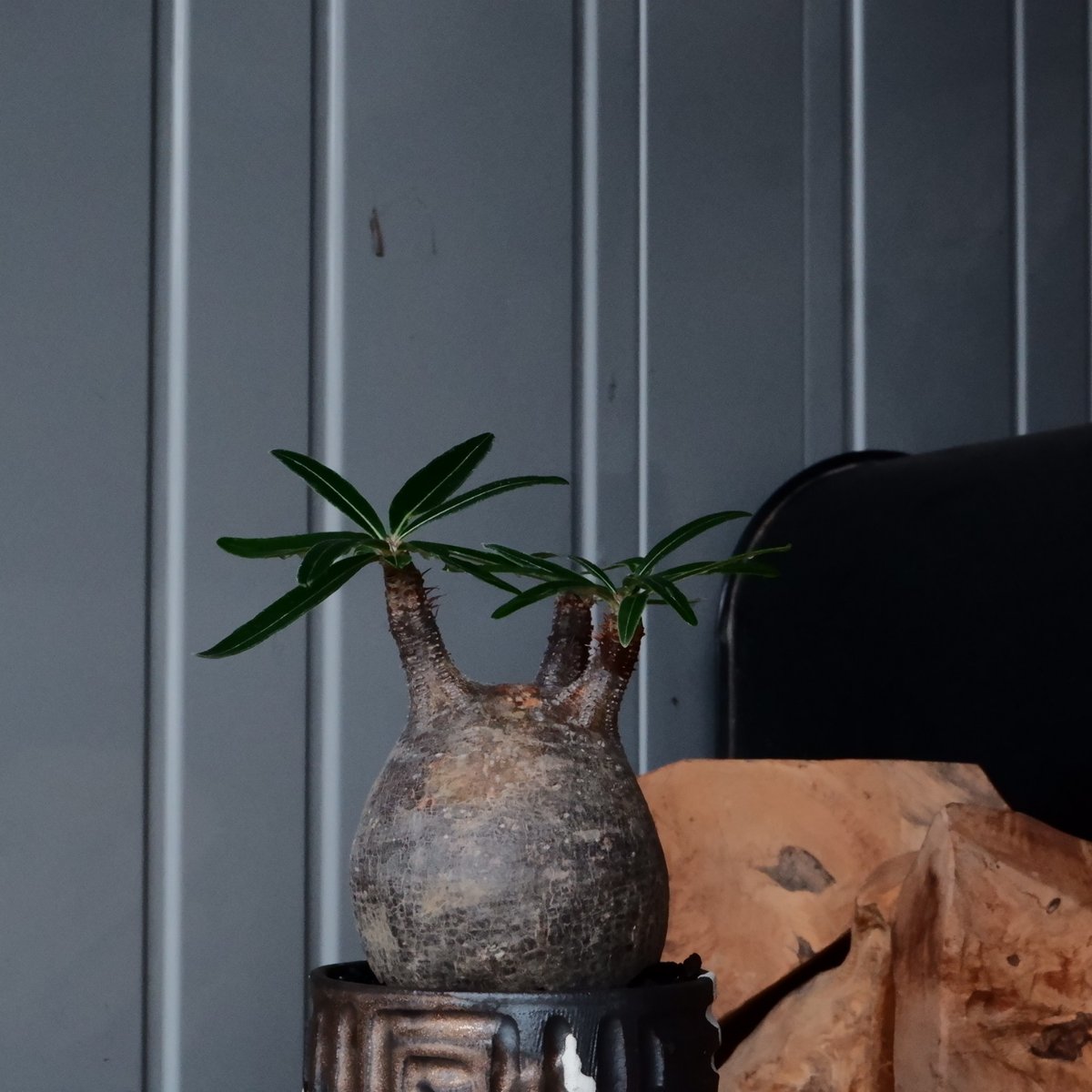 グラキリス φ7.5cm - 象牙宮- ［No.123］ × 根本峻吾 作 S.N P