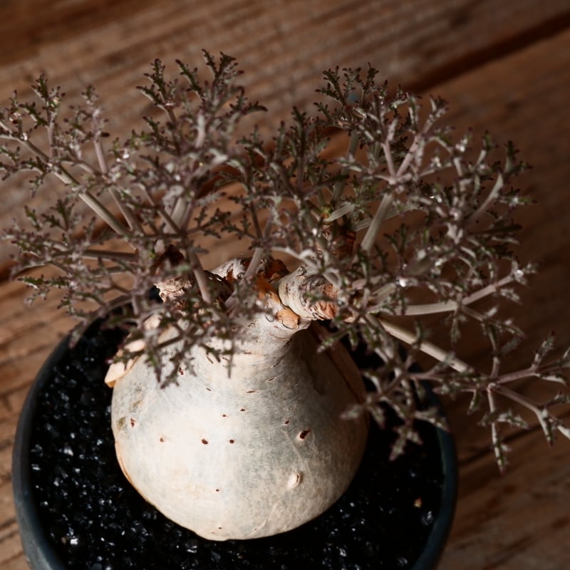 キフォステンマ ベティフォルメ ナローリーフ ソマリア産 輸入株