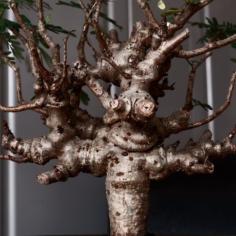 センナ メリディオナリス 輸入株［No.38］  × 松野 然 作 「ZEN」5.5号 植木鉢