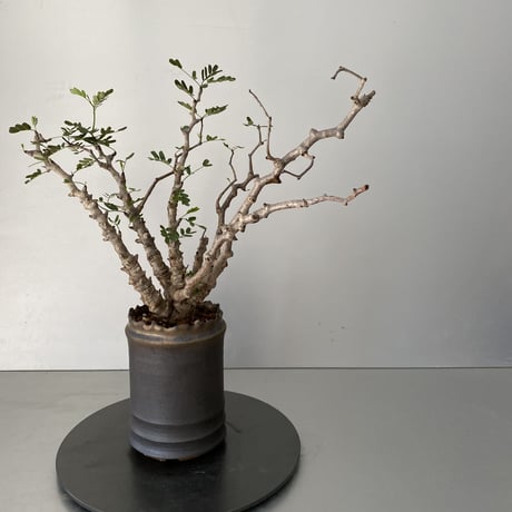 センナ メリディオナリス  発根済 現地株 SE-01 × S.N.Pot - crown - 3号鉢