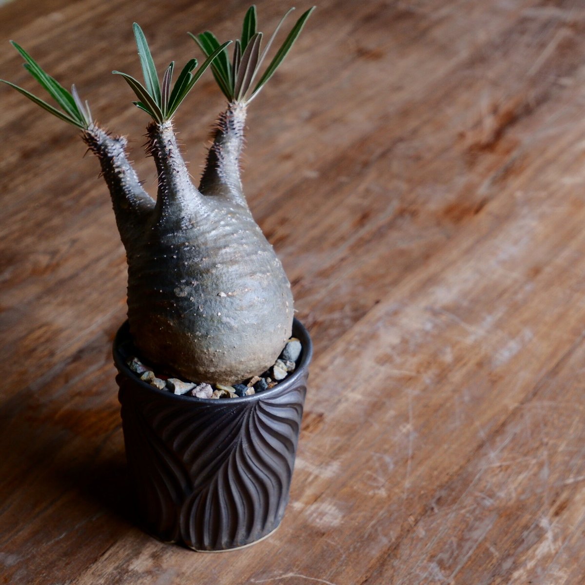 【象牙宮】パキポディウム•グラキリス グラキリス - 象牙宮 - size S［No.42］ × 新里竜子 作 「RYUSEN