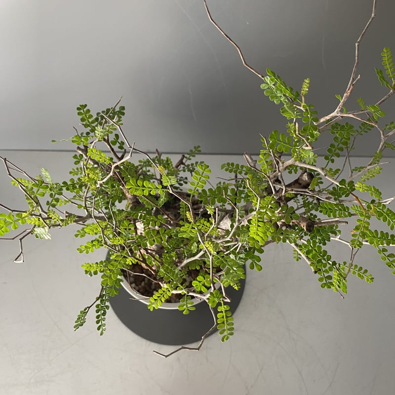 発根済 象形 オペルクリカリア パキプス P19 | Botanical Holic 発根済 象形 オペルクリカリア パキプス P19 | Botanical Holic