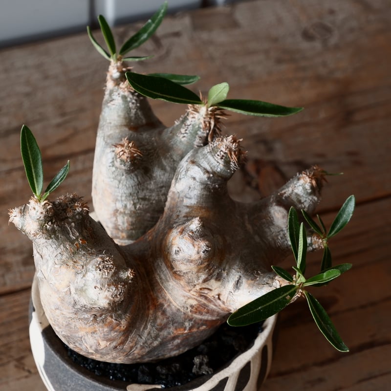 中株 パキポディウム ブレビカリックス 輸入株［No.20］ × 沼野秀章