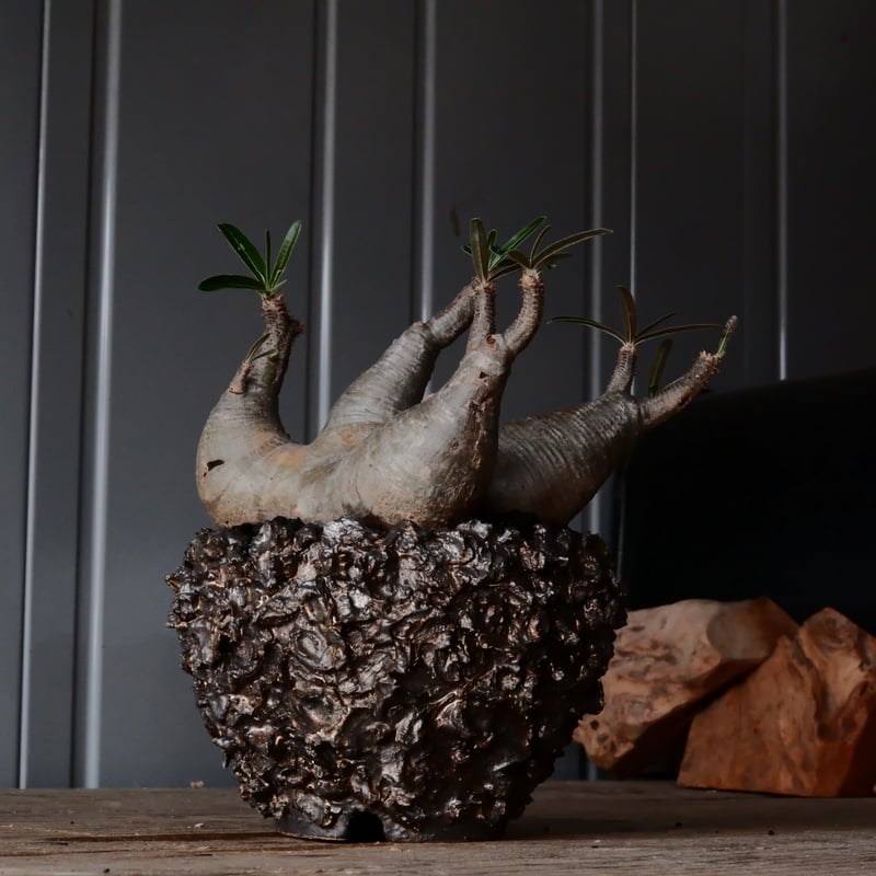 四頭 φ12cm 】グラキリス - 象牙宮 -［No.92］ × 松野然 【 ZEN 】