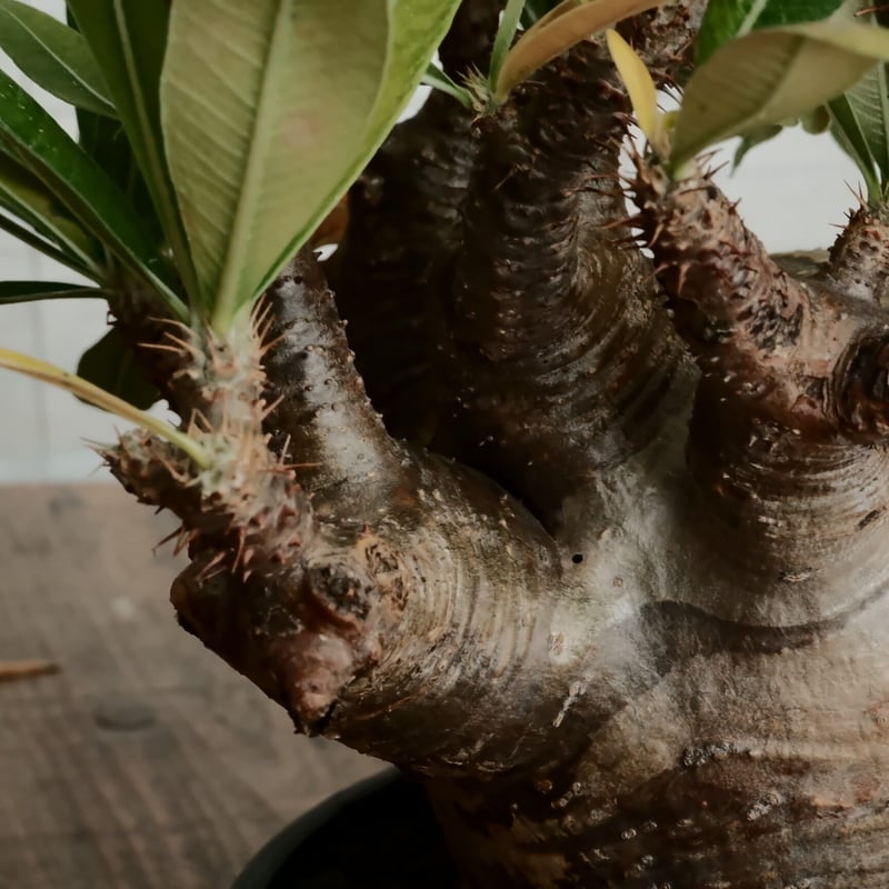 パキポディウム グラキリス 大株 塊根幅15cm LL株》グラキリス 大株 幹幅15cm - 象牙宮 -［No.58］ × 6号 浅鉢 | B