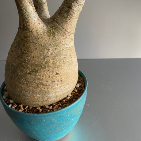 Gracilius M  ×  Flat pot 「Turquoise blue」 - 笠間焼 - C71