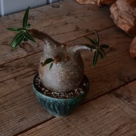 グラキリス φ8cm - 象牙宮 -［No.23］  ×   森田昌求 作 「 CLAW / M 」 3号 植木鉢 笠間焼