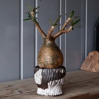 発根済 多頭 グラキリス 21 ×【 盆 - bon - 