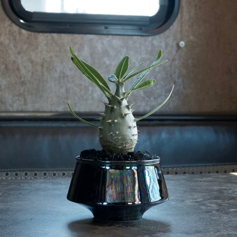 国内実生】パキポディウム・カクチペス［No.03］× 坂本新 作