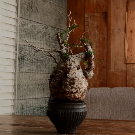 オペルクリカリア パキプス φ11cm［No.10］  ×   小野瀬一 作品  3号 植木鉢