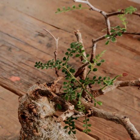 オペルクリカリア パキプス φ7.5cm［No.9］  ×   小野瀬一 作品  3号 植木鉢