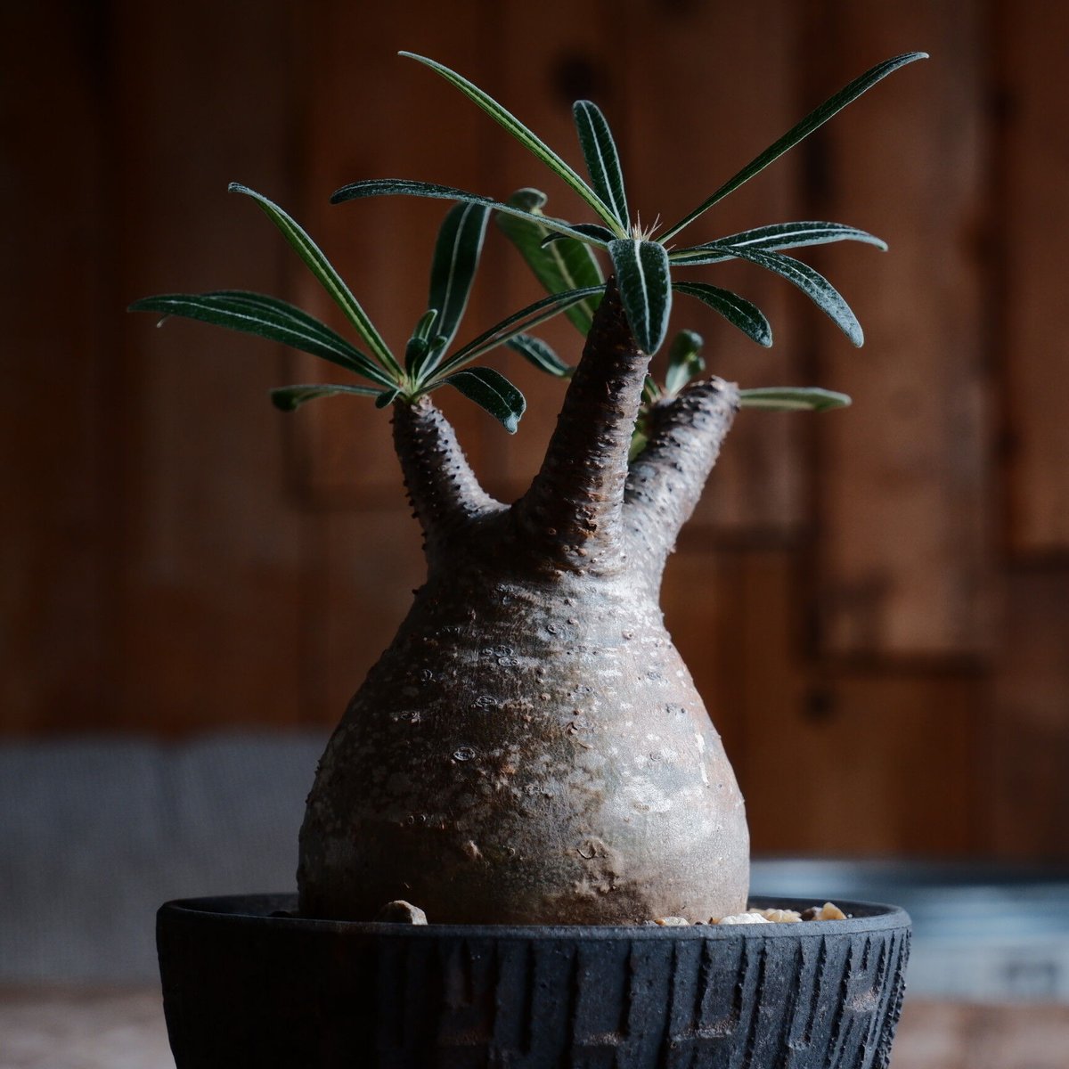 人気のチビグラキリス2個セット＋沼野秀章鉢 ☆パキポディウム