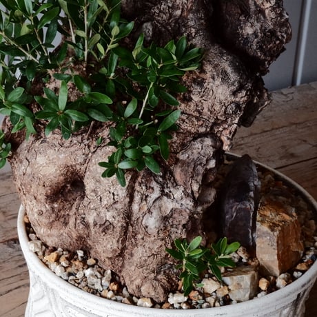 Old Olive 古木オリーブ［No.06］× 根本峻吾 作品【 S.N POT type.slim-low「月光ノ鐵」10号 】φ30cm 植木鉢