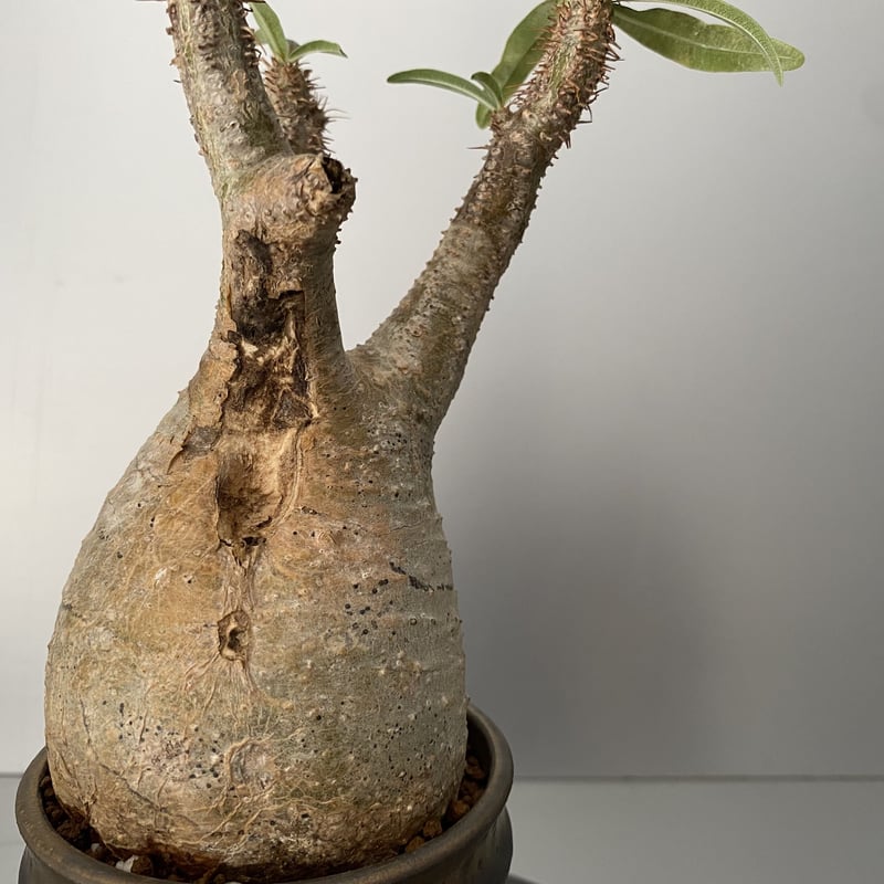 グラキリス 3年管理株 現地球 枝折れなし 塊根植物・コーデックス