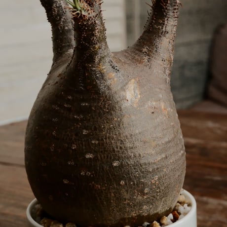 グラキリス - 象牙宮 -［No.131］  ×  小林 哲也 作 「雫」- bowl type - 2.5号 植木鉢