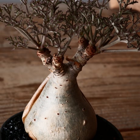 キフォステンマ ベティフォルメ ナローリーフ ソマリア産 輸入株［No.26］  × 森田昌求 作【 CLAW 】 2.5号 植木鉢 笠間焼