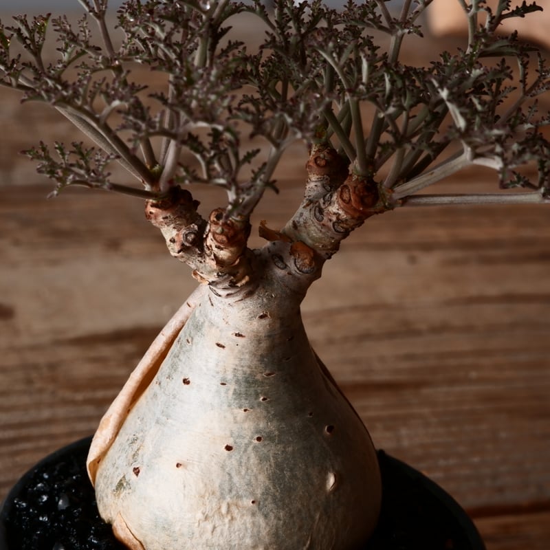 l*n様 開花中 キフォステンマ ベティフォルメ ソマリア ナローリーフ 発根済 発根株】キフォステンマ ベティフォルメ ソマリアナローリーフ③