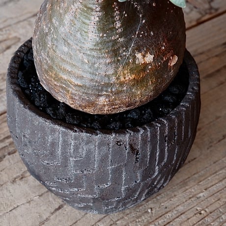 グラキリス φ8.5cm - 象牙宮 - ［No.37］  ×   沼野秀章 作「 black wrap 」3号 植木鉢 笠間焼