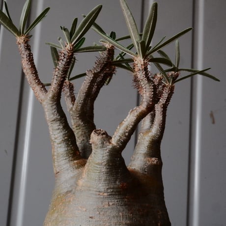 グラキリス φ9cm - 象牙宮 -［No.72］  ×   沼野秀章 作「 黒ニ白 」3号 植木鉢 笠間焼