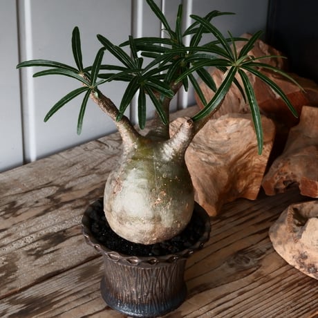 グラキリス φ8.5cm - 象牙宮 -［No.57］  × 磯部祐介 作「 鶏冠 - tosaka - "金剛 tall ver. " 」3号 植木鉢 笠間焼