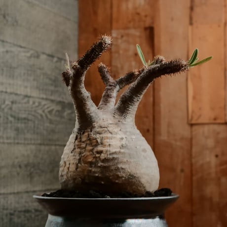 グラキリス M - 象牙宮 -［No.202］  ×   坂本新 作「 LUSTER OVERGLAZE - black opal -  」3.5号 植木鉢 笠間焼