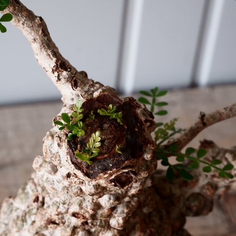 オペルクリカリア パキプス φ 11cm［No.05］  × 根本峻吾 作 S.N POT type.cylinder「 月光ノ爪牙」4.5号 植木鉢 笠間焼