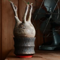 グラキリス  - 象牙宮 -［No.81］  ×  杉山悠 作 笠間焼 植木鉢 S［φ9.5cm］