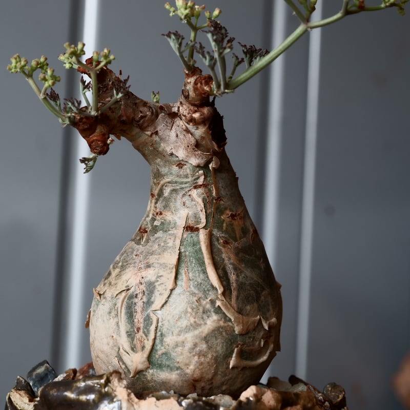 ミニサイズ キフォステンマ ベティフォルメ ナローリーフ