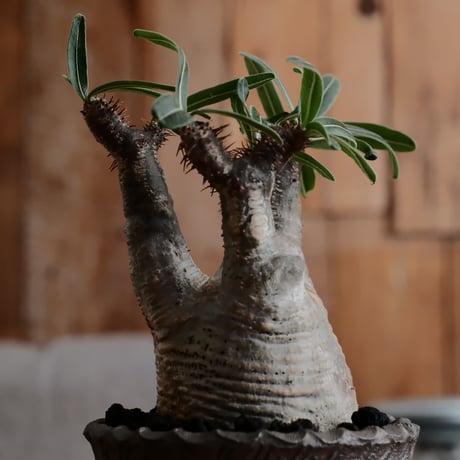 発根済 グラキリス  - 象牙宮 - size S［No.219］  ×  與那嶺大輔 作 「琉球飛び鉋」3号 植木鉢