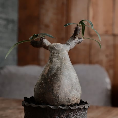 発根済 グラキリス  - 象牙宮 - size S［No.217］  ×  與那嶺大輔 作 「琉球飛び鉋」3号 植木鉢