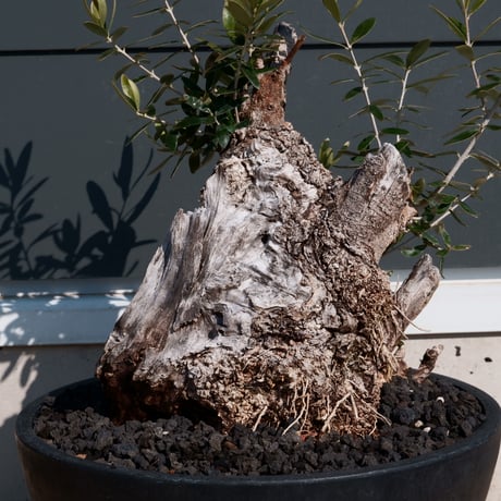 Old Olive 古木オリーブ［No.24］× 10号皿鉢 (φ30cm)