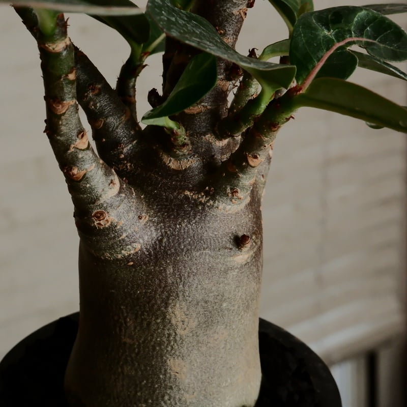 アデニウム アラビカム 