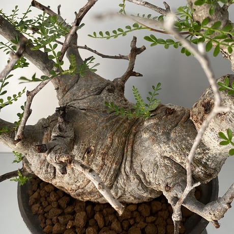 発根済 オペルクリカリア パキプス P-06  × 小野瀬 一 作品「the first plants wear」 植木鉢 6号