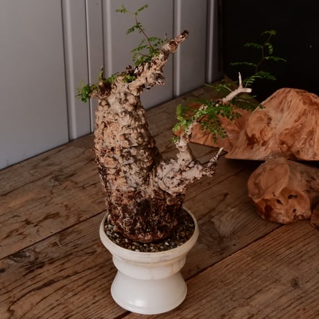 オペルクリカリア パキプス φ11cm［No.24］  × 杉山悠 作 4号 植木鉢 笠間焼
