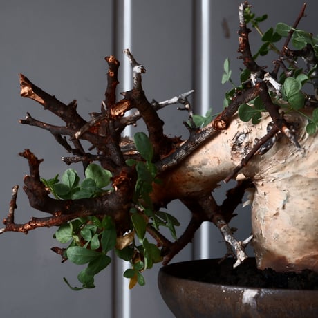 コミフォラ カタフ ピュア 輸入株［No.34］  ×磯部祐介 作「 鎧 - yoroi - 」5号鉢  植木鉢 笠間焼