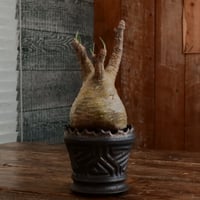 グラキリス - 象牙宮- ［No.172］  ×   根本峻吾 作 S.N POT type.slim「 鐡 - 黒焔 - 」4号 植木鉢 笠間焼