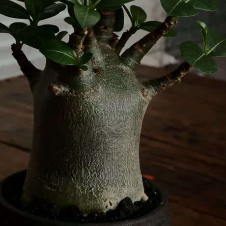 《人型》アデニウム アラビカム " ドワーフ " φ6.5cm［No.6］  ×  根本峻吾 作 S.N POT type.normal「 鐡 - kurogane - 」 3号  笠間焼