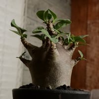 《小人》アデニウム アラビカム "スーパードワーフ - black skin - " φ5.5cm［No.3］ 3号鉢