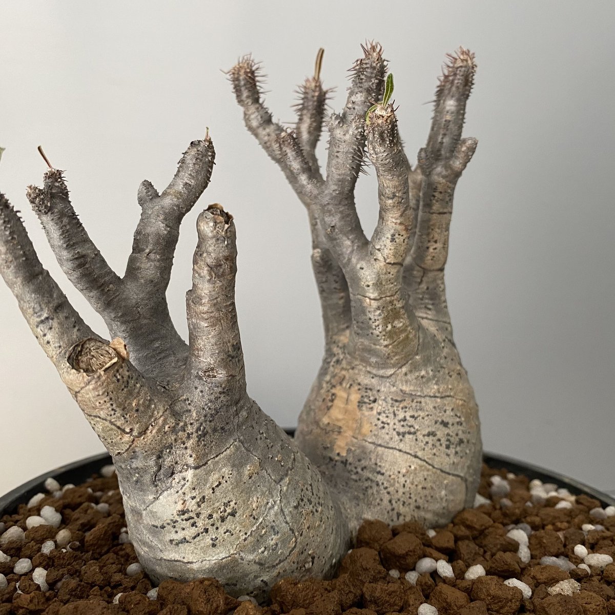 多頭 マルチヘッド グラキリス 現地株 2021年2月輸入 発根管理中 BG