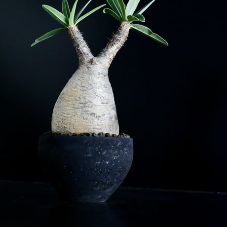発根済 グラキリス 31  ×  " Black Wrap " 3号［ 作家 : 沼野秀章 ］笠間焼 植木鉢