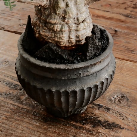 オペルクリカリア パキプス φ6.5cm［No.4］  ×   小野瀬一 作品  3号 植木鉢
