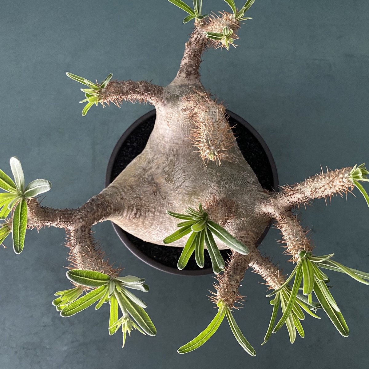 グラキリス＆valiem 発根済 美株 グラキリス VAG-05 × VALIEM BOWL［ROUGH ACT 2 /