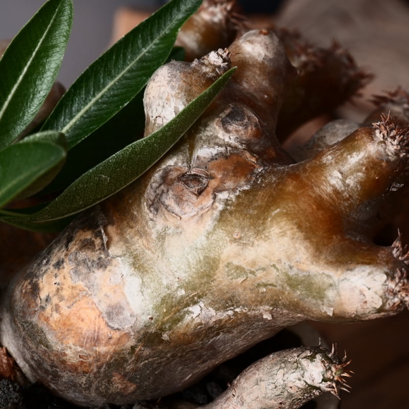 パキポディウム ブレビカリックス 輸入株 発根済［No.9］ × 沼野秀章