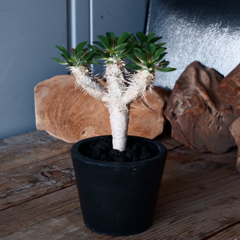 ユーフォルビア ギラウミニアナ 輸入株［No.43］ 3.5号鉢