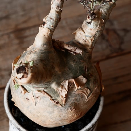 丸株 キフォステンマ ベティフォルメ ナローリーフ ソマリア産 輸入株［No.16］  × 根本峻吾 作品【 S.N POT「 覚醒 / 月光 ver. 」3号 】
