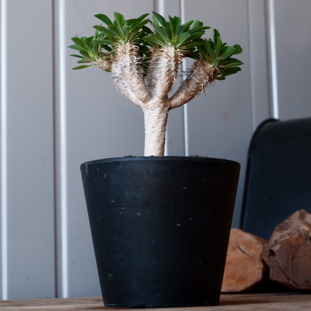 ユーフォルビア ギラウミニアナ 輸入株［No.55］ 4.5号鉢 | Botanical