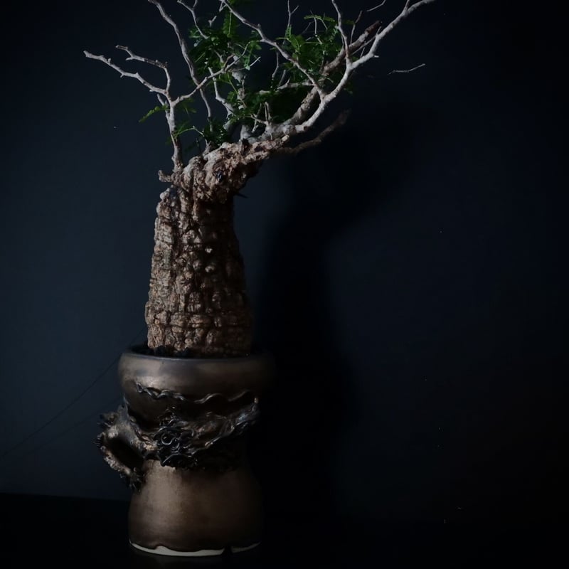 龍虎闘図植木鉢三つ足