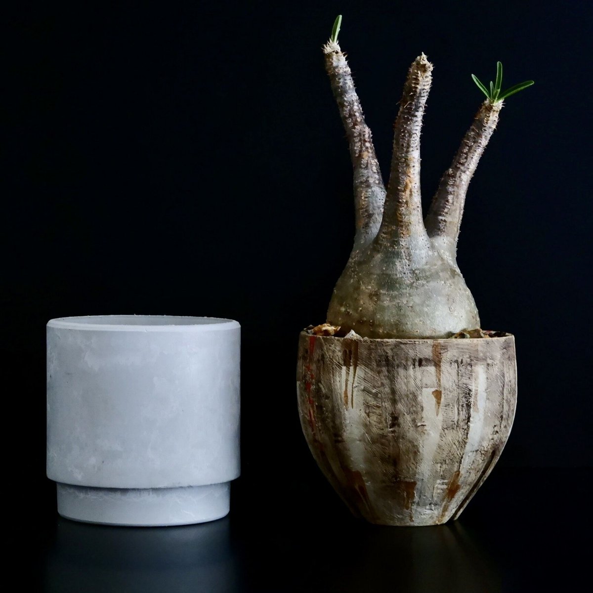 発根済 グラキリス 24 × 