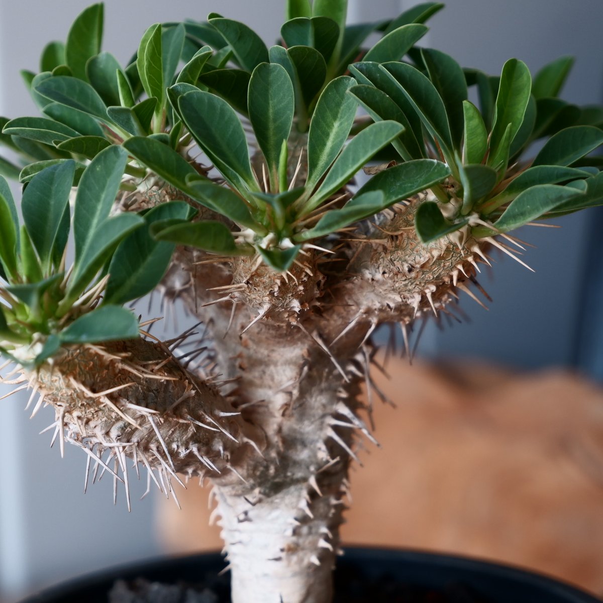 ユーフォルビア ギラウミニアナ 輸入株［No.52］ 4号鉢