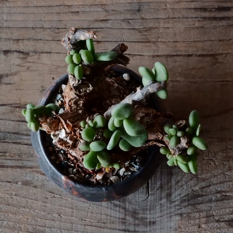 ケラリア ピグマエア［No.44］  × 磯部祐介 作品【 円 - 闇堕ち - 】2.5号 植木鉢 笠間焼